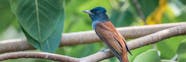 Bird Paradise Singapore s Newest Bird Park Is Opening Soon 